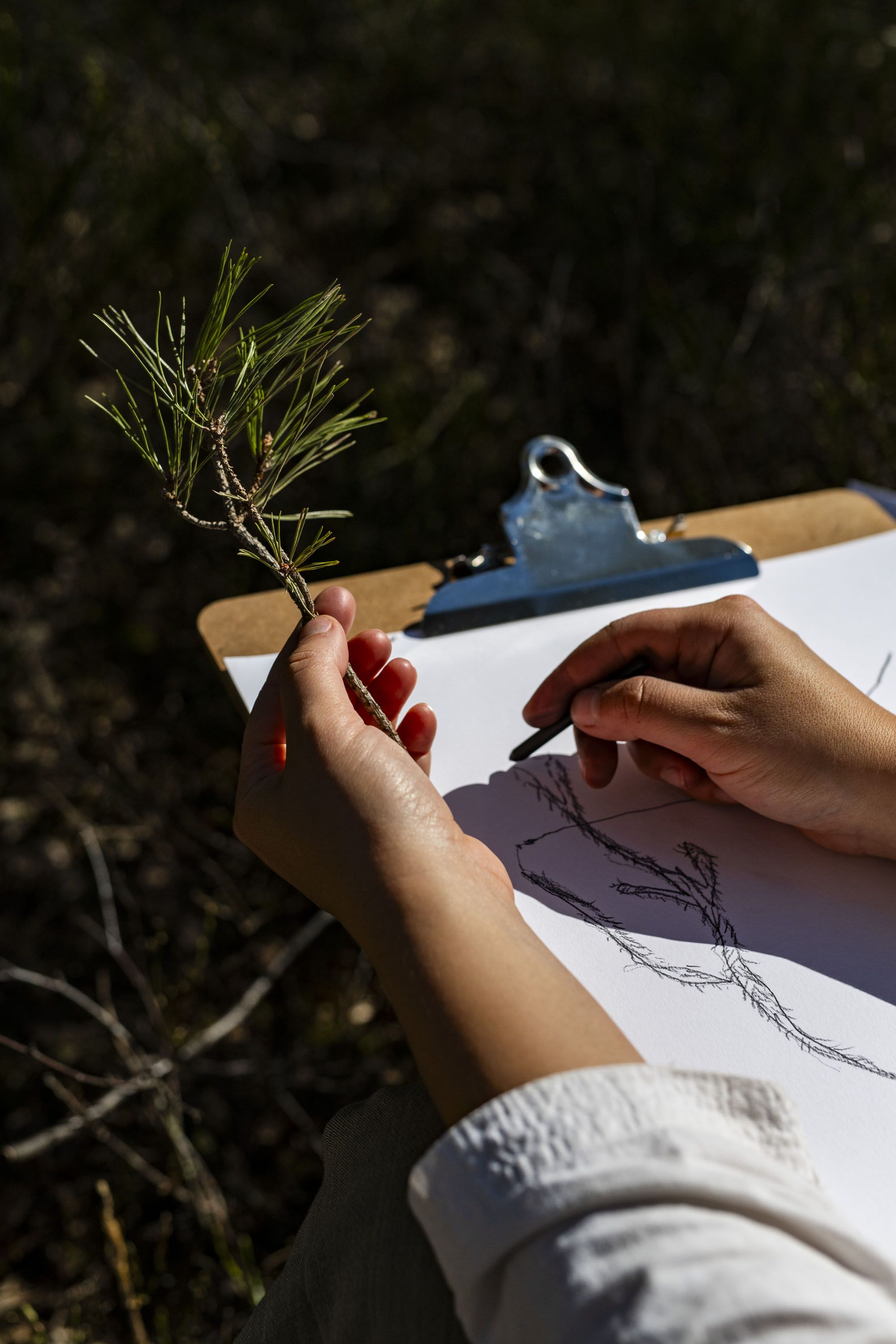 A person sketches a tree on a clipboard