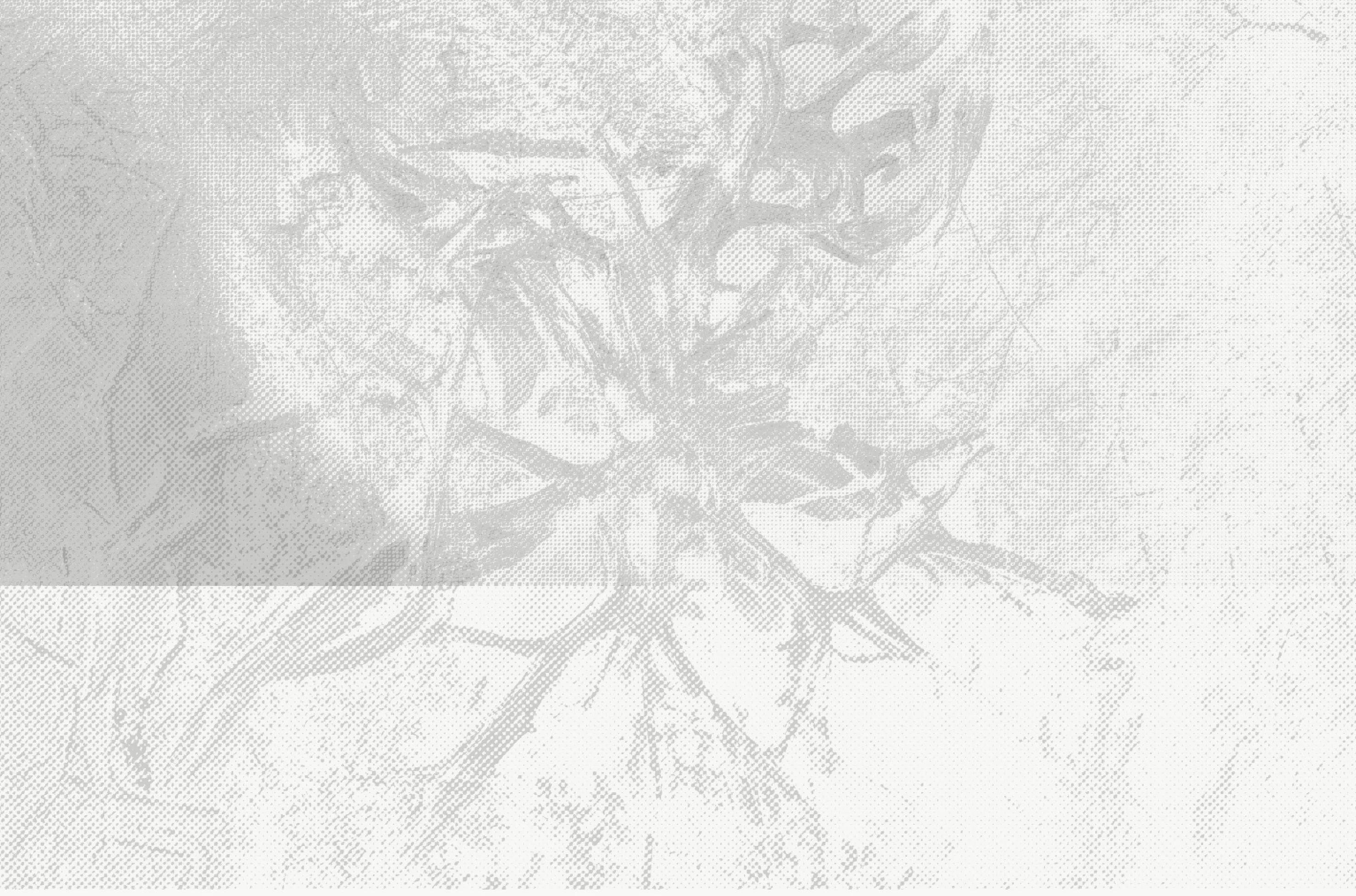 Monochrome image of a tree, showcasing its detailed bark and branches in a stark black and white contrast.