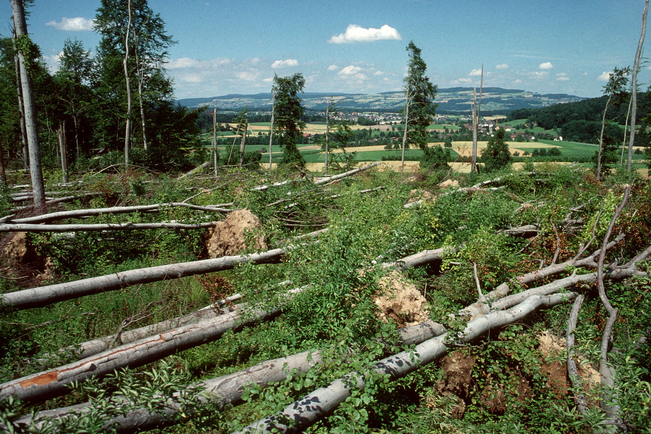 A tranquil forest landscape with several fallen trees and vibrant grass covering the ground after a storm.