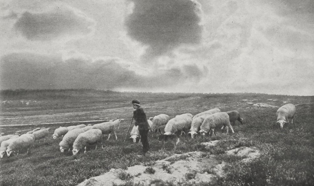 A man stands in front of a flock of sheep, observing them in a pastoral setting.