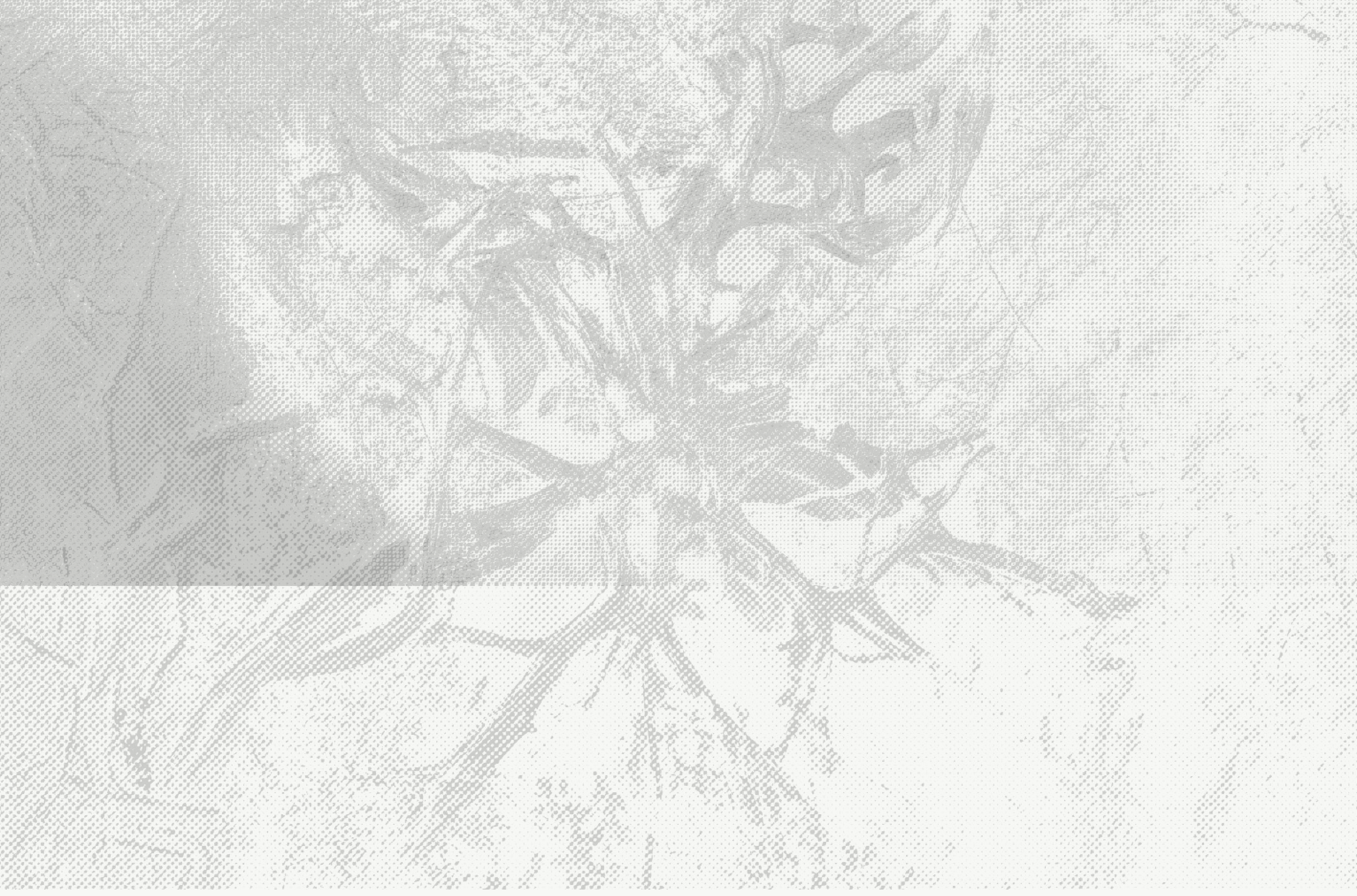 Monochrome image of a tree, showcasing its detailed bark and branches in a stark black and white contrast.