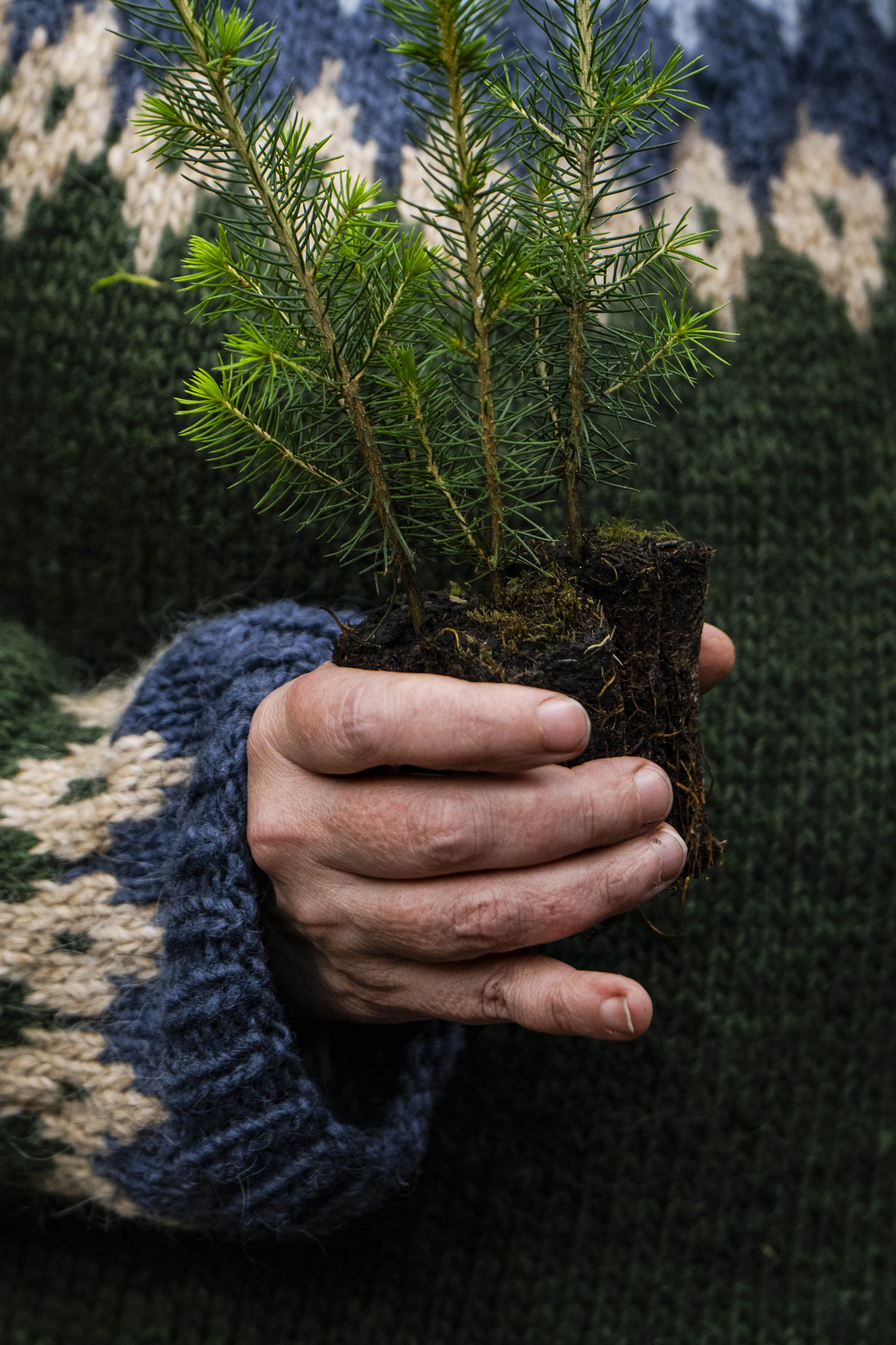 A person in a blue and white sweater holds a small tree.